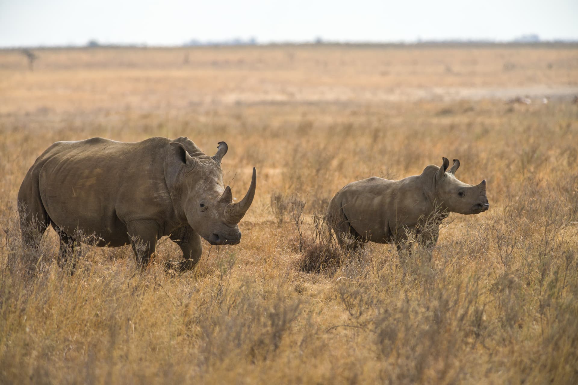 Best time to visit Nairobi National Park — Nairobi National Park, Kenya