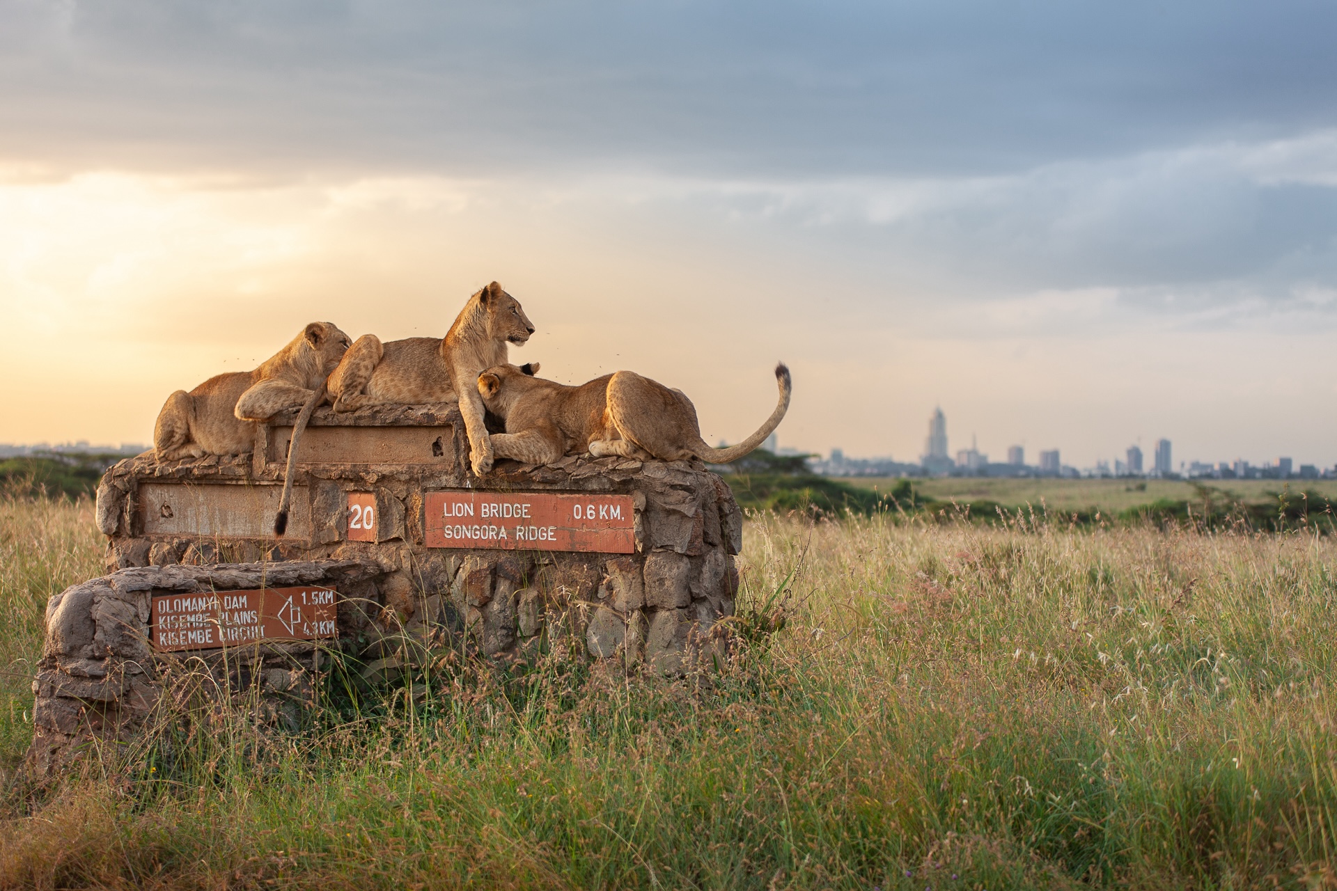 Lions resting on a park sign with the Nairobi skyline in the distance at Nairobi National Park