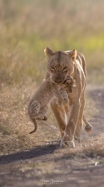 Stories from the park — Nairobi National Park, Kenya